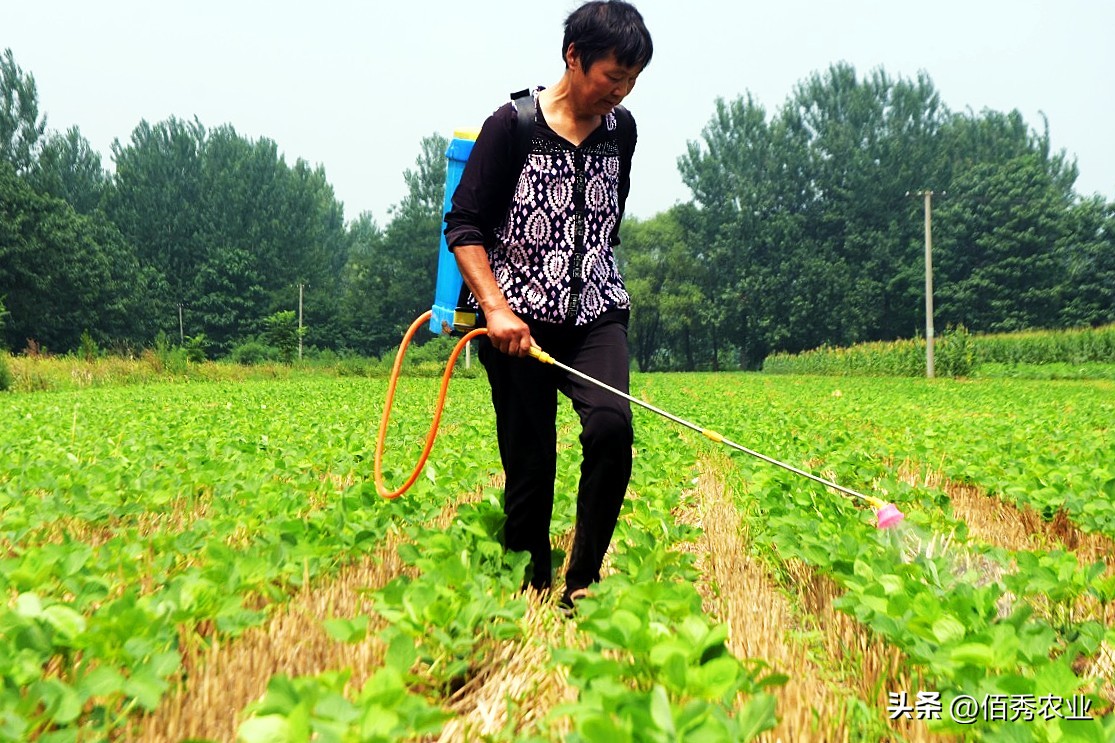 大豆香附子专用除草剂,黄豆田里的香附子专用除草剂