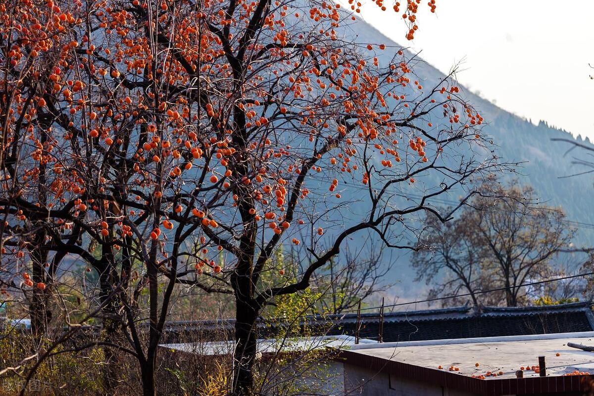 门前栽什么树聚财招财,门口种树富几代人