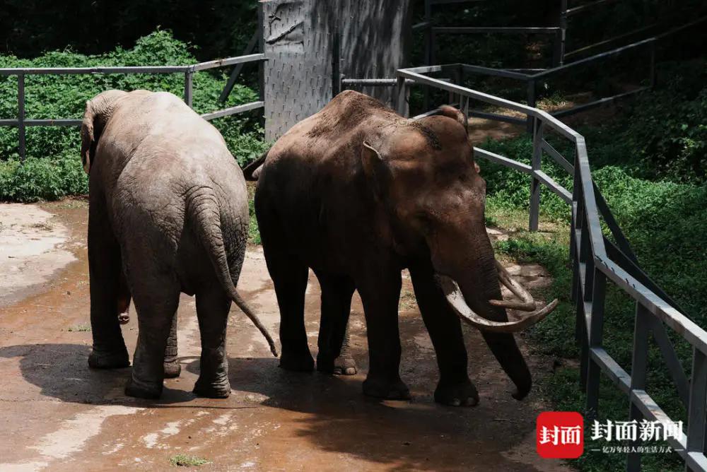 碧峰峡大象新闻,雅安碧峰峡野生动物园大象表演