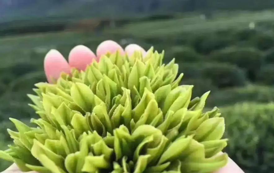 买茶一定要买大品牌的吗,买茶不一定要买贵