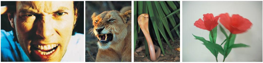 幽闭恐惧症与特定恐惧症,恐惧症的预防和矫正