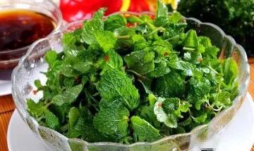 野薄荷留兰香薄荷,薄荷和留兰香哪个好吃