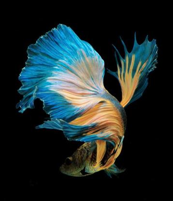 斗鱼米娜跳舞,斗鱼美女舞蹈