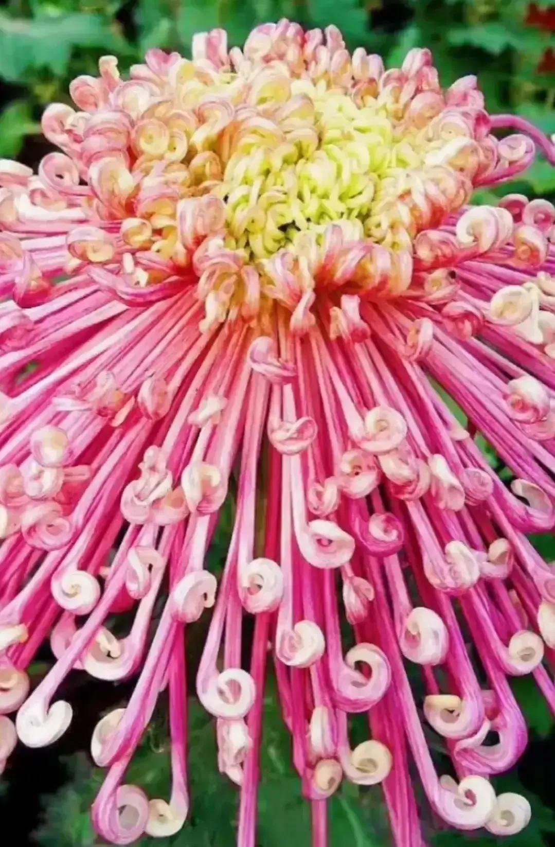 最最漂亮的金丝菊图片,美丽的金丝菊美图