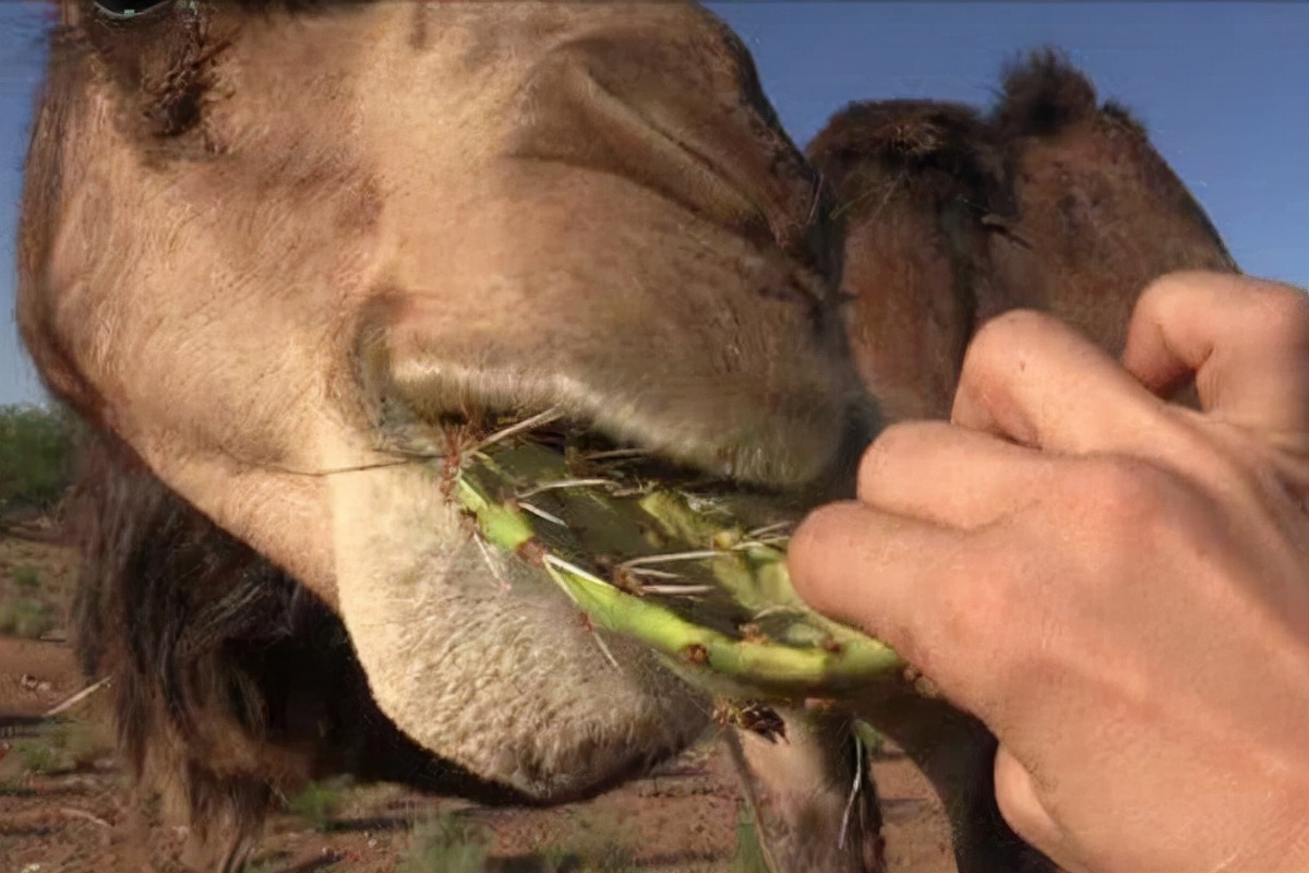 老虎舌头舔一下就掉一块皮,老虎舌头上的倒刺能舔掉人皮吗