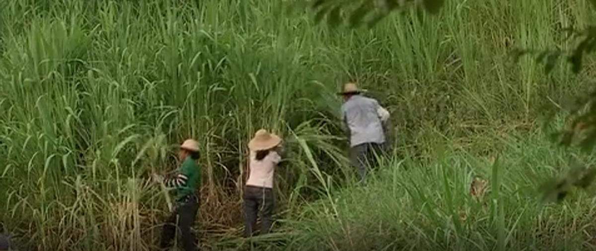 广西单身小伙赚到第一份工资,广西小伙养鱼赚百万