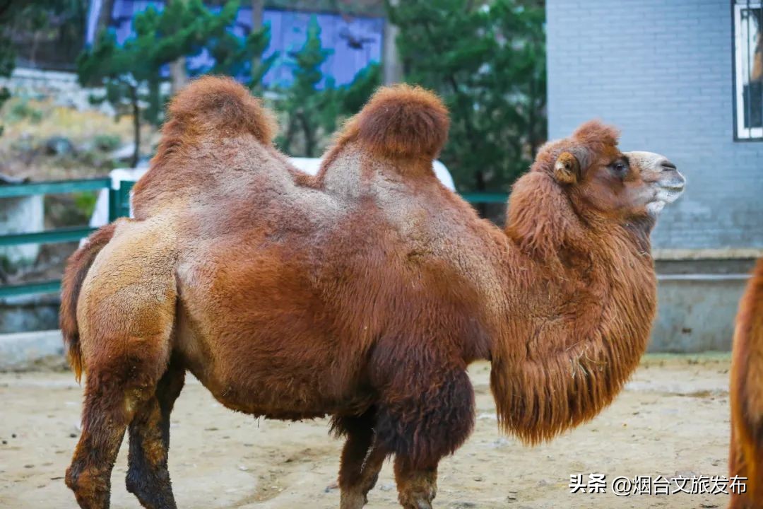 烟台值得去的公园,烟台旅游指南探索烟台最美景点