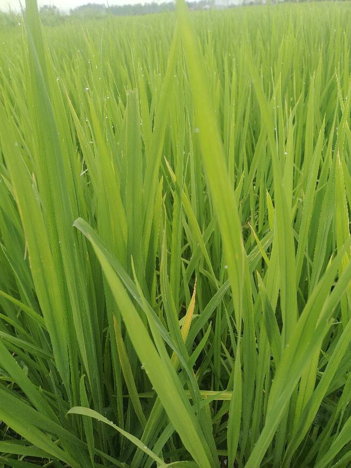 水稻飞蛾用什么药才能消灭,水稻出现飞蛾有必要打农药吗