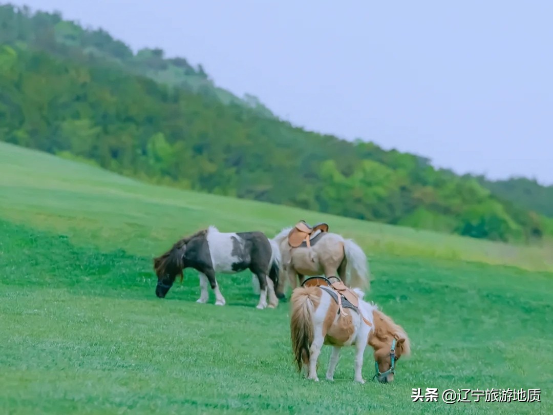 大连呼伦贝尔草原风景,大连呼伦贝尔大草原