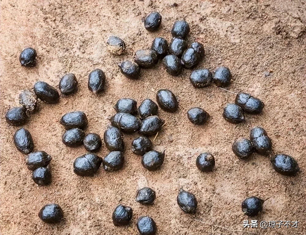 养羊既省钱长得又快的十种喂法,养羊的最佳管理方法