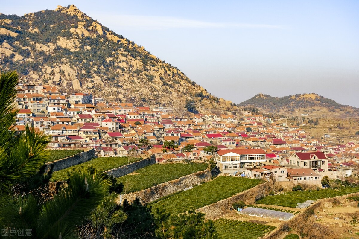 崂山绿茶和日照绿茶的图片,崂山绿茶和日照绿茶哪个出名