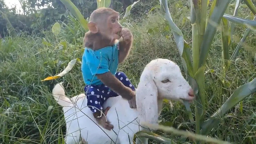 对比众神仙的座驾，发现一鲜为人知的细节，难怪没人抓猴哥当坐骑