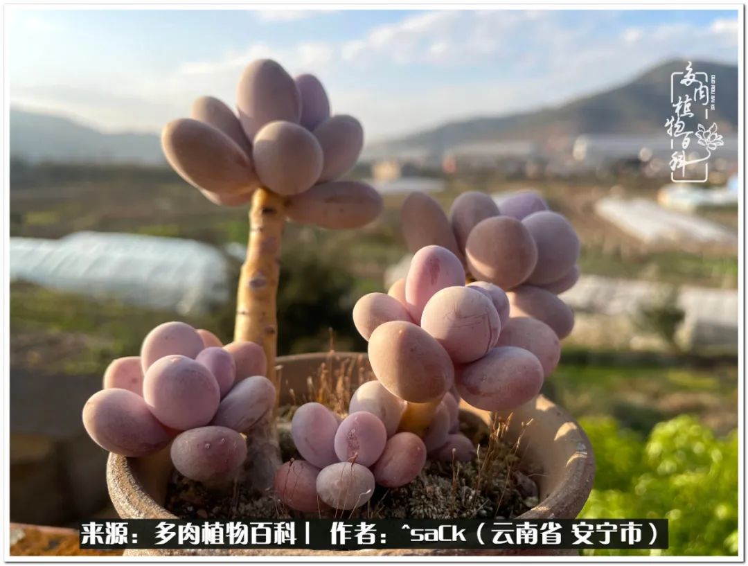 情不知所起一往而深歌曲,情不知所起一往而深完整版