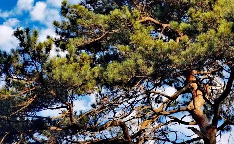 沈阳攻略必去的十大景点推荐,沈阳旅游必去十大景点推荐图片