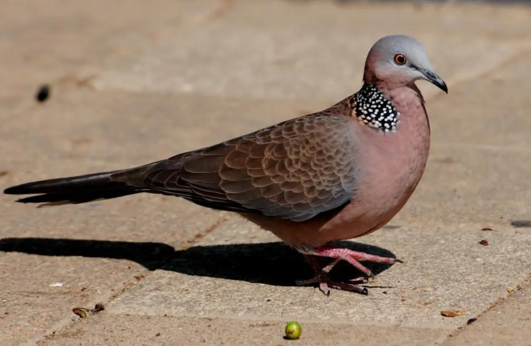 斑鸠在巢穴边不走说明什么,野斑鸠可以喂昆虫吗