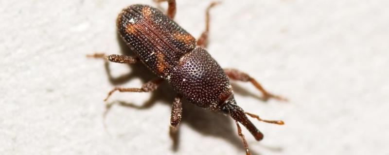 如何防止蚊虫进房间的方法,室内总有蚊子或者虫子怎么办