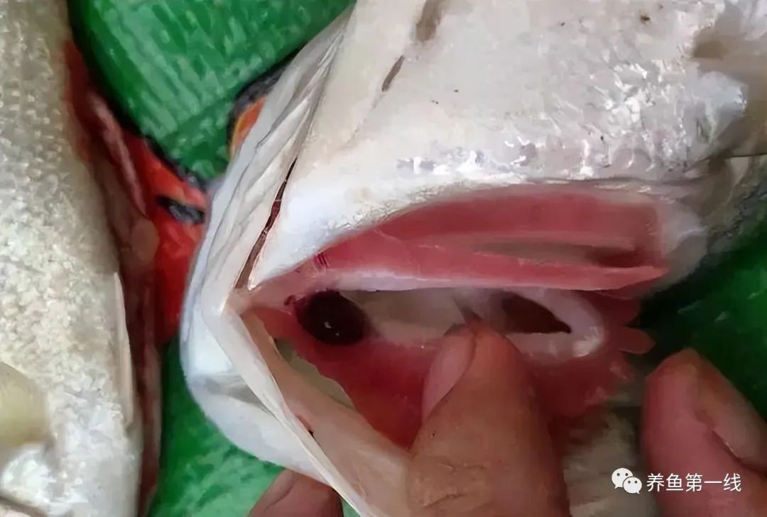 鱼脑出血什么原因,鱼脑溢血