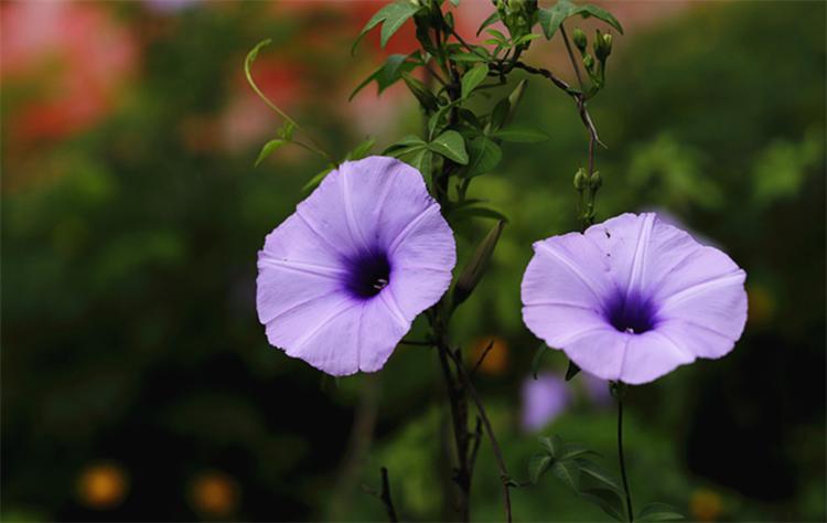 七夕节，不止用玫瑰“我爱你”，还有10种国产花卉，代表不俗的爱