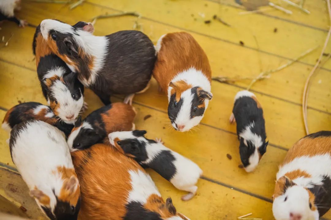 稻梦空间乡村生态观光园,稻梦空间采摘园