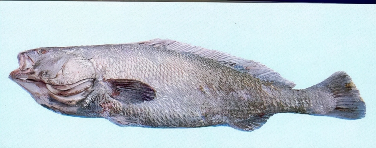 最常见的50种食用鱼吃法和价格,十种常用食用鱼类介绍