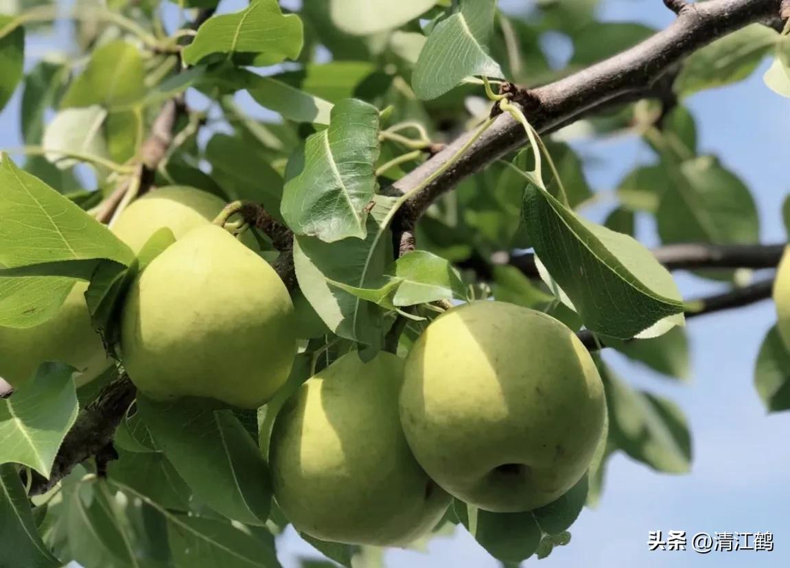 梨果病害图片大全,梨果不套袋病虫害防治技术