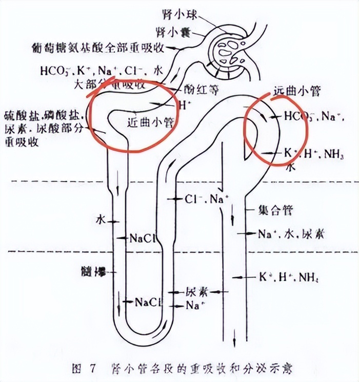 4类利尿药的作用机制,各种利尿剂的不同作用机制