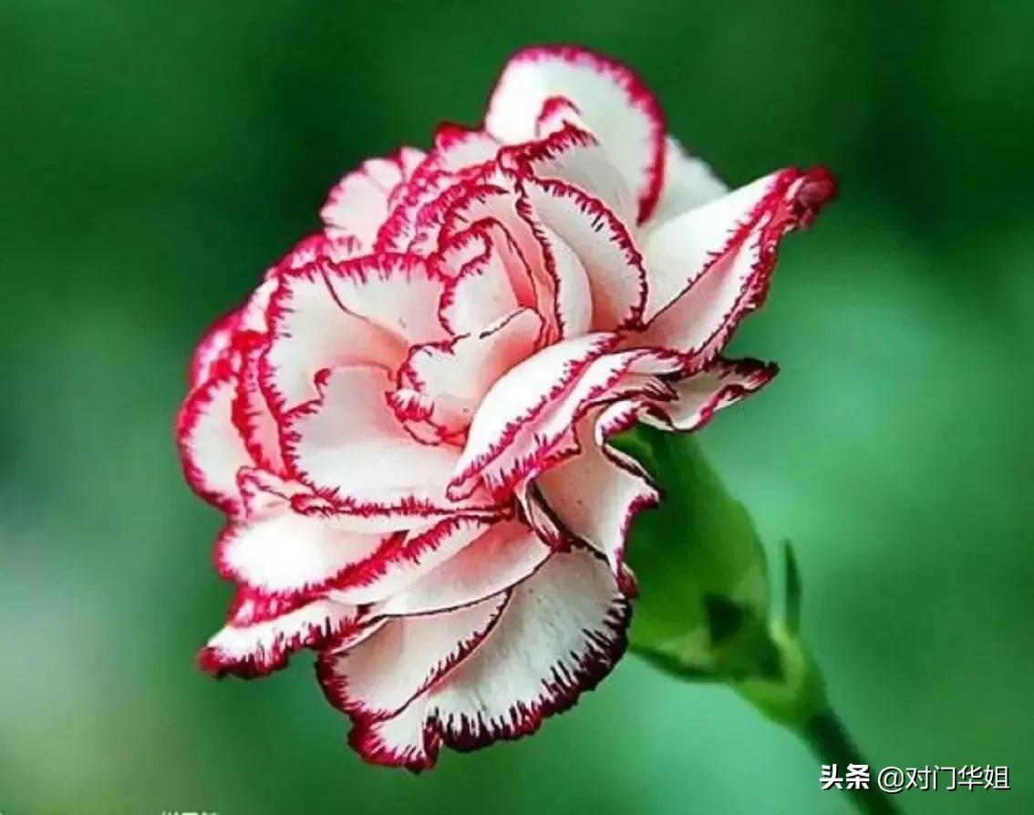 不朽的母爱,不朽的母爱全文