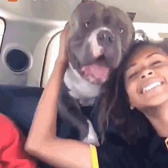 有哪些攻击性的犬可以养,建议懒人养的10种狗小型犬