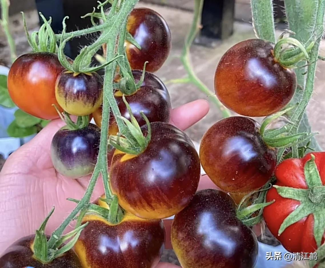 怎样辨别叶面肥好坏,叶面肥怎样选择真假和用量