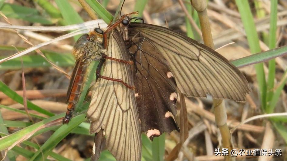 病虫害防治之昆虫外部形态小结,农作物常见害虫防治