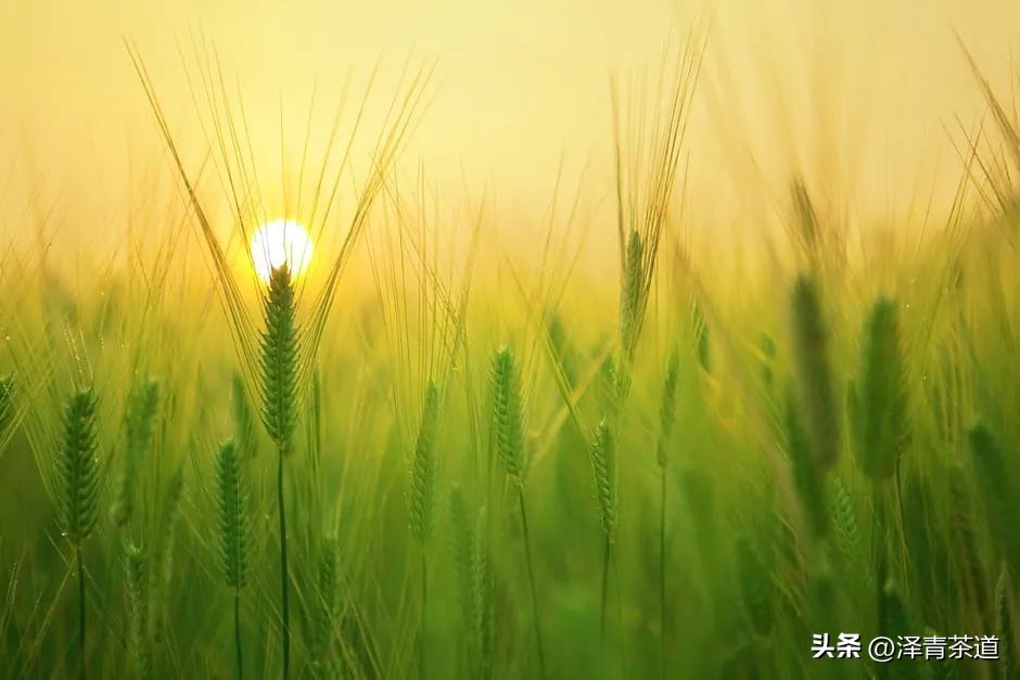 三伏天一定要知道的健康小知识,三伏天健康攻略