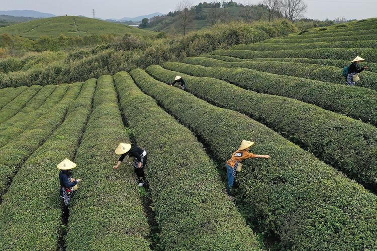 痛心的技术泄密：英国*子骗**从中国偷走两种树苗，中国损失百亿纹银