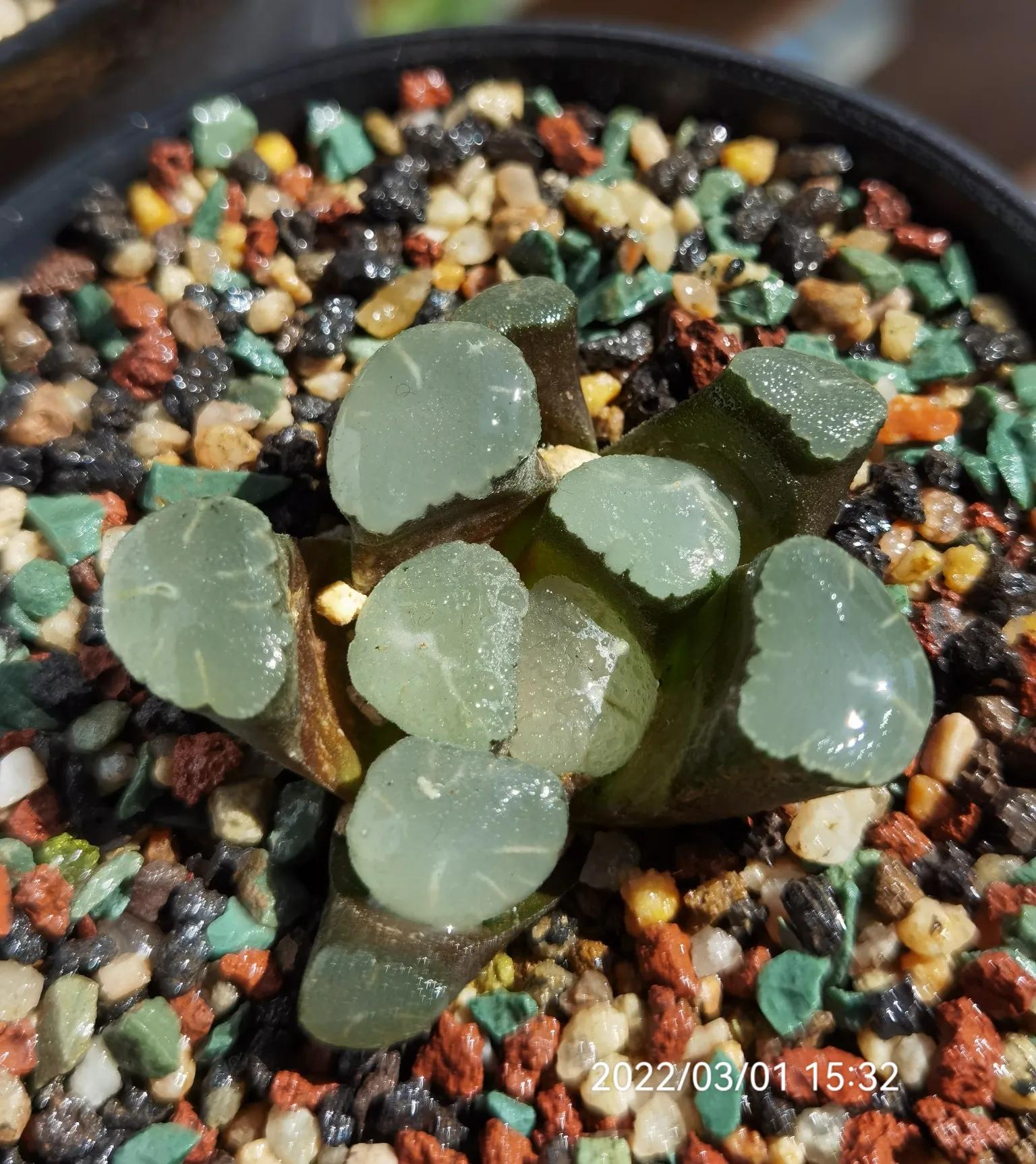 玉露种子怎么种,从种子开始种玉露