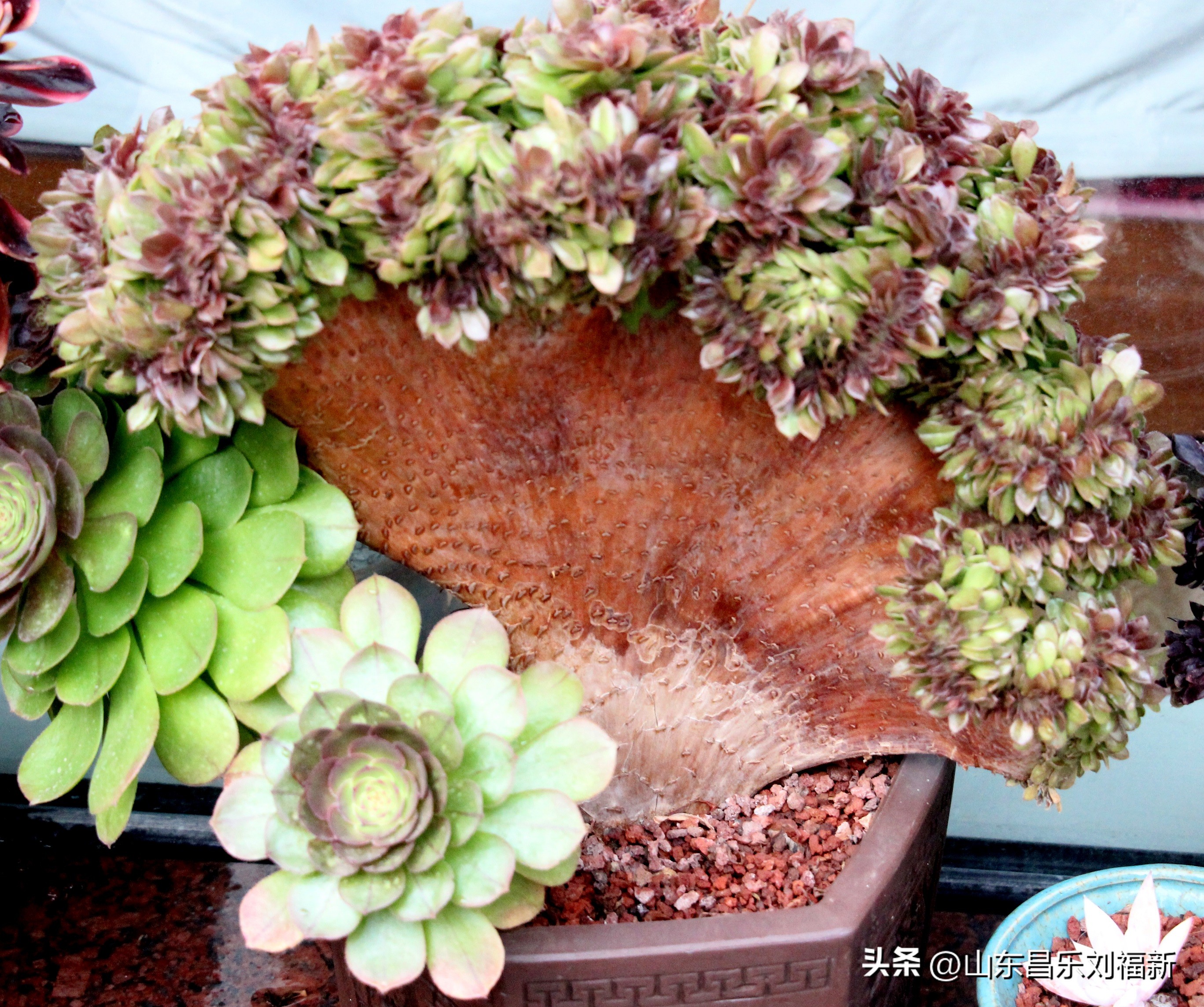 2023年3月中旬散拍·一点儿感受