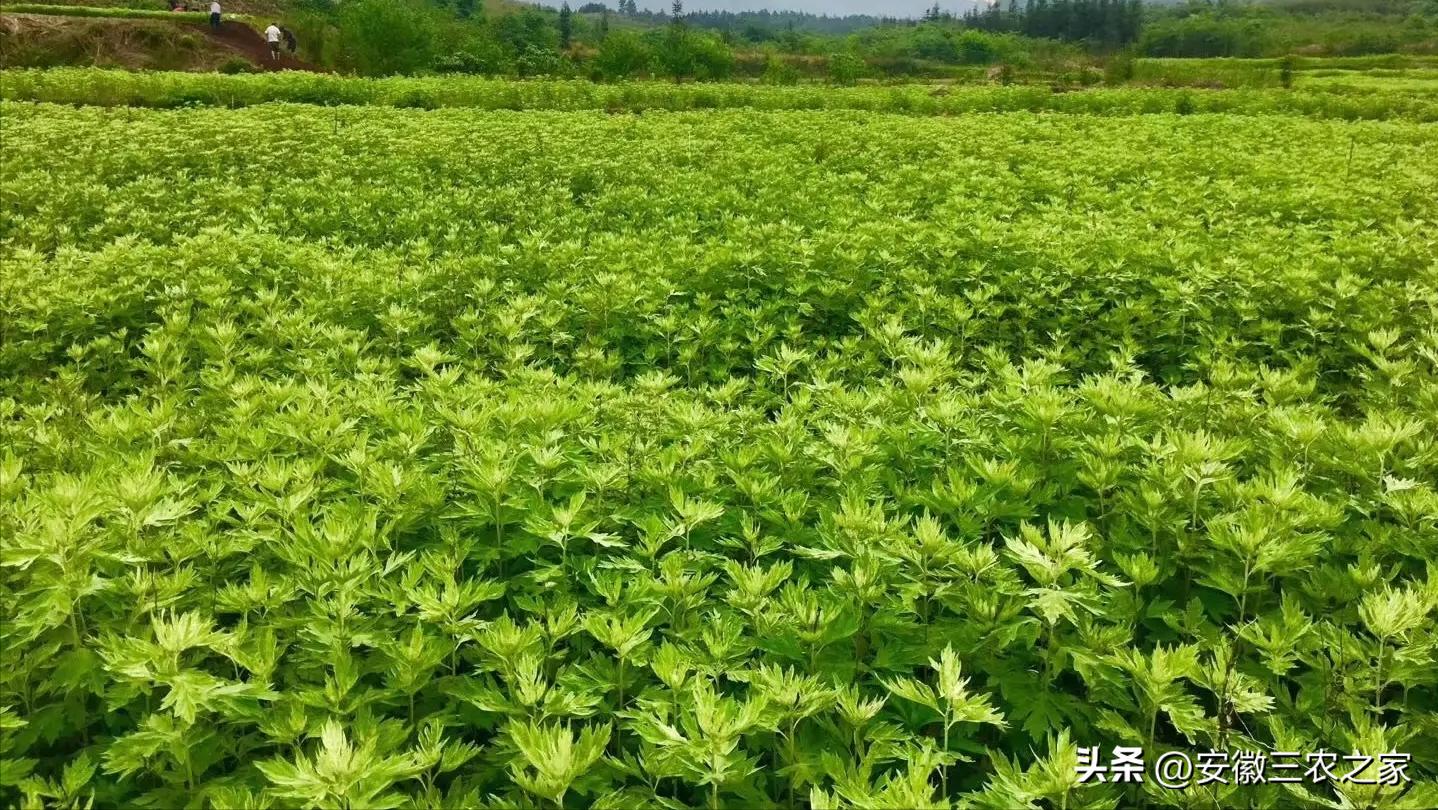 种植100亩艾叶能挣多少钱,种50亩艾草利润多少和利弊