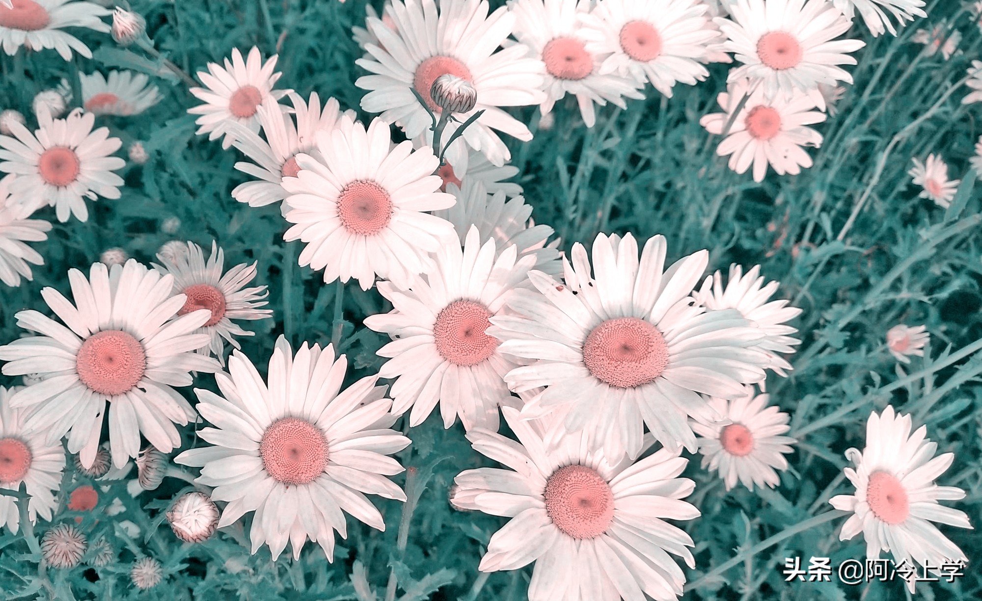 《晚饭花》说说王玉英的家境，自己现在在家的地位是怎样的？