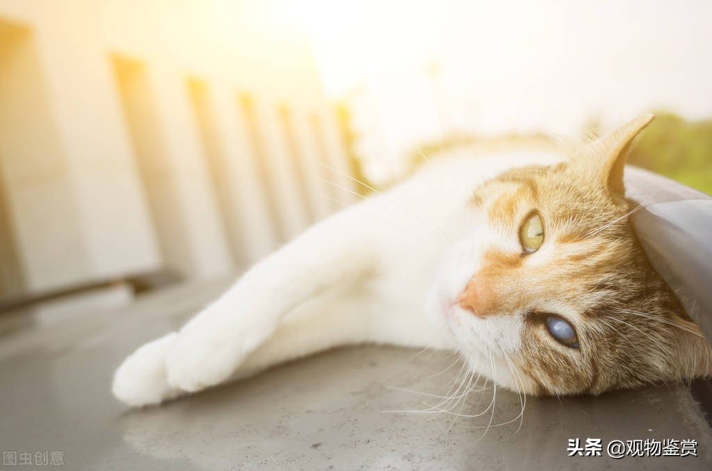 长途汽车可以带宠物猫的吧,大巴车可以带猫吗怎么过安检