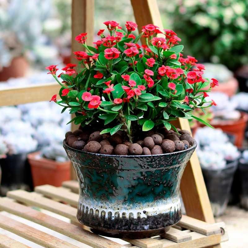 20种大毒花你家里养了吗,4种大毒花家里经常养