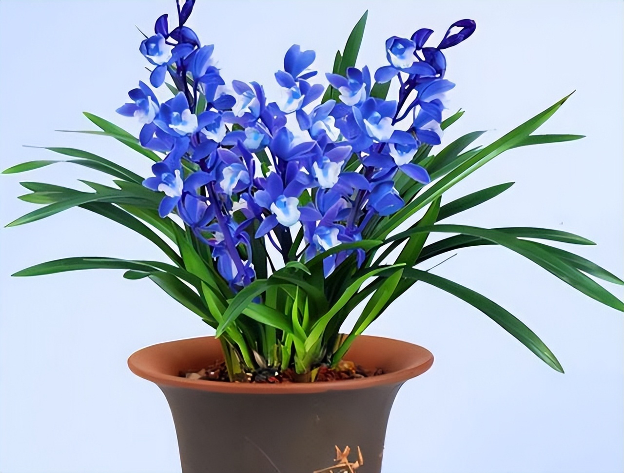 特别神秘的兰花花色罕见香味持久,此兰