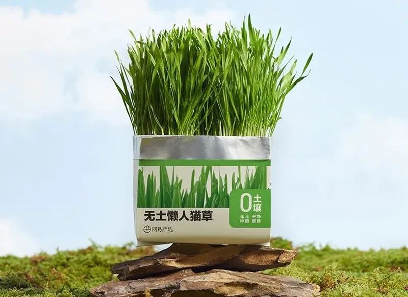 猫主子新零食,给猫的零食大礼包推荐