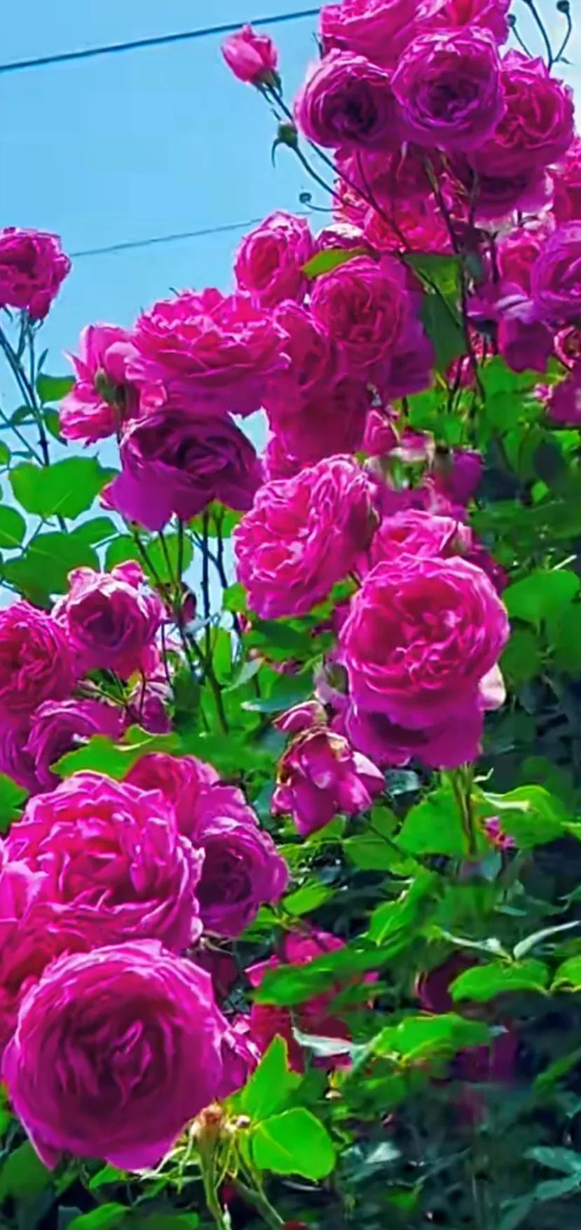 美到极致的月季花图片,仙气十足的月季花图片