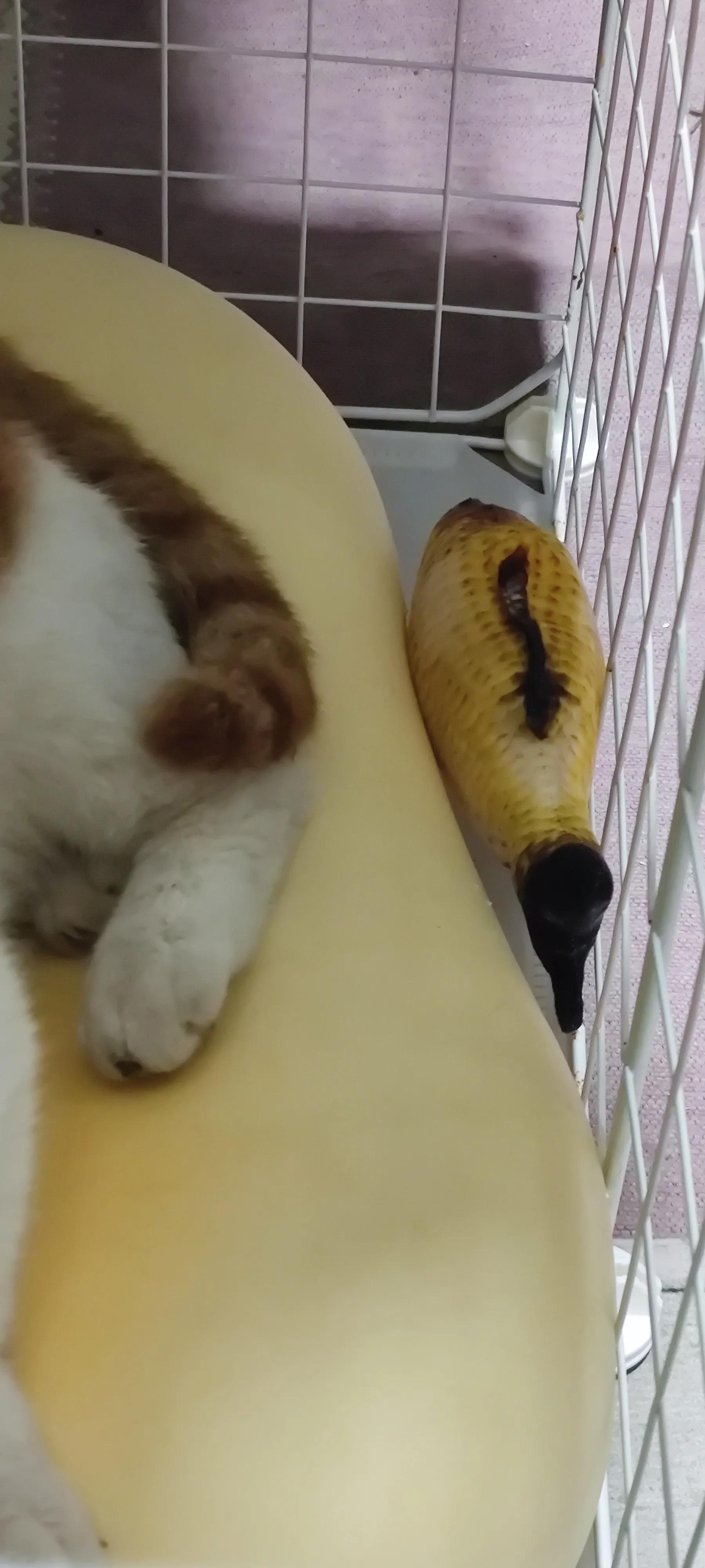 流浪猫受伤了怎么办找谁,铁岭流浪猫的救助电话