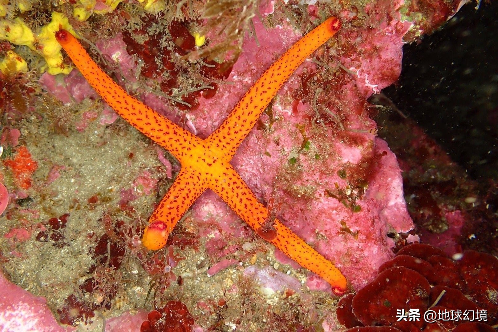 35张悲惨动物照：悲惨小象被捕兽夹弄断鼻子，章鱼被塞进西瓜做菜