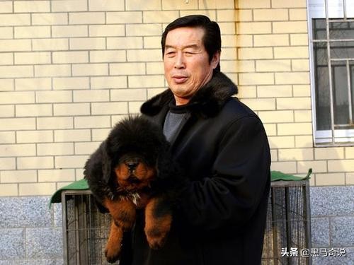 濒临灭绝藏獒,藏獒濒临灭绝