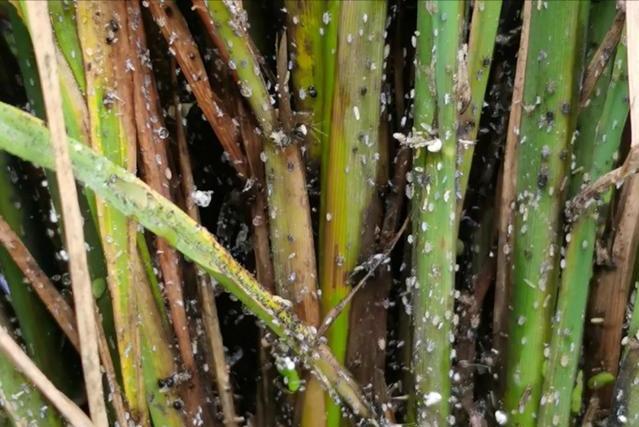 稻飞虱病怎么治,稻飞虱危害主要时期