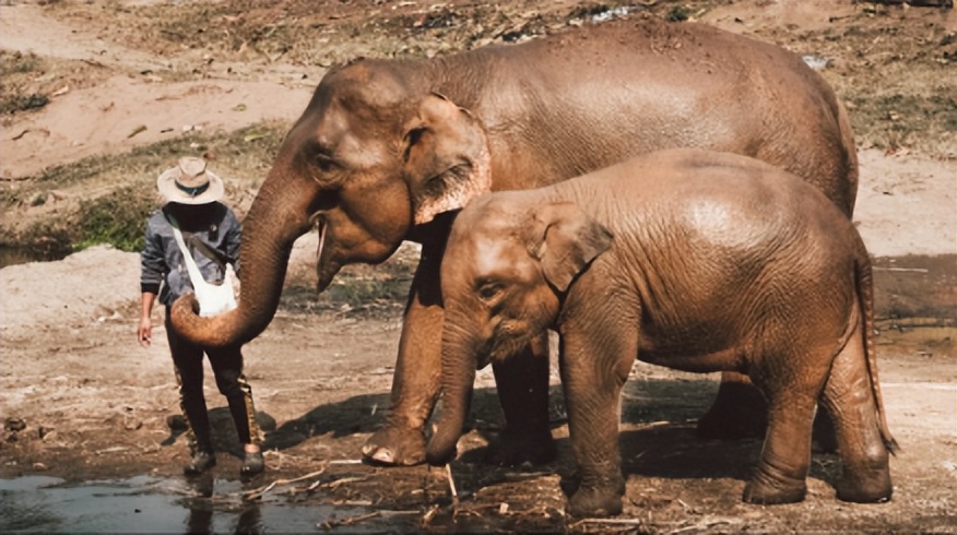 辽宁男子救助秃鹫,沈阳救助秃鹫
