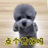 泰迪老了如何正确照顾,养泰迪之前主人得做好心理准备