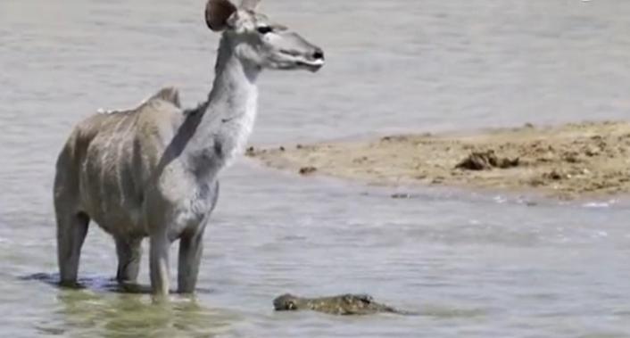 蜜獾在巴西蛇岛大战毒蛇,蜜獾啃食剧毒毒蛇