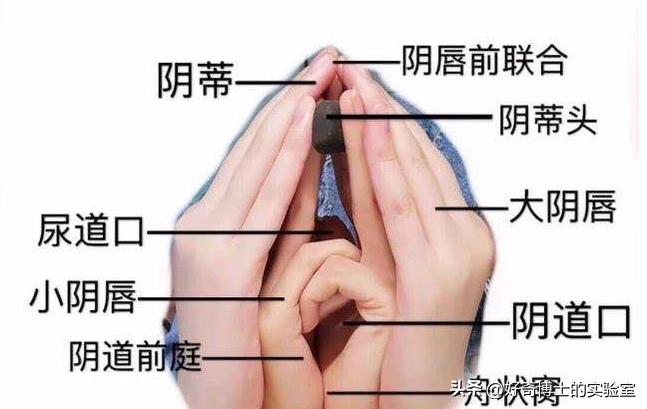 女生阴道还有长短？多长才算正常？太长太短对*生活性**有哪些影响？