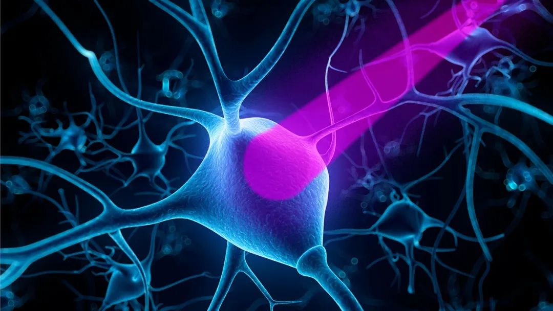 3iPhasor三维全息光刺激模块助力开创光遗传学研究新范式